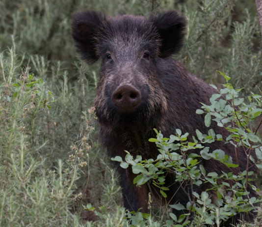 Commissario straordinario alla peste suina africana firma l’ordinanza 3/25 Commissario straordinario alla peste suina africana firma l’ordinanza 3/25: cinghiale