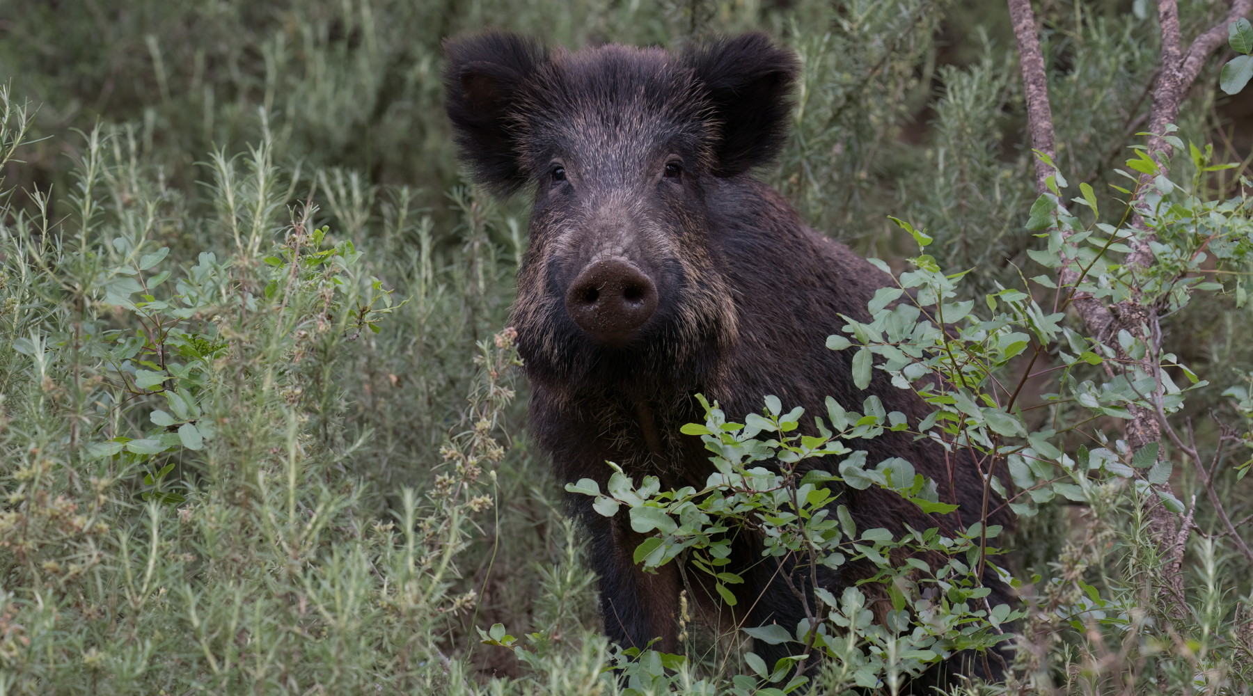 Commissario straordinario alla peste suina africana firma l’ordinanza 3/25 Commissario straordinario alla peste suina africana firma l’ordinanza 3/25: cinghiale