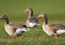 Cosa prevedono gli altri due ddl di riforma della legge sulla caccia? Cosa prevedono gli altri due ddl di riforma della legge sulla caccia? - oca selvatica (Anser anser, greylag goose)