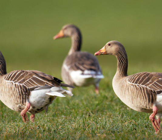Cosa prevedono gli altri due ddl di riforma della legge sulla caccia? Cosa prevedono gli altri due ddl di riforma della legge sulla caccia? - oca selvatica (Anser anser, greylag goose)