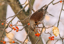 Oggi in commissione il ddl sui valichi montani Domani in commissione il ddl sui valichi montani - cesena (turdus pilaris) su ramo d'albero