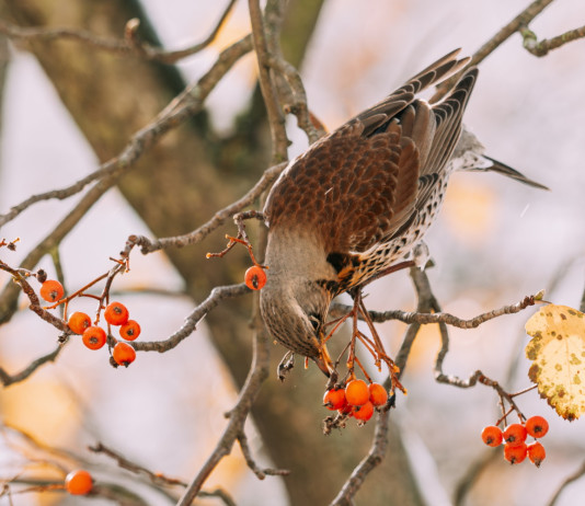 Oggi in commissione il ddl sui valichi montani Domani in commissione il ddl sui valichi montani - cesena (turdus pilaris) su ramo d'albero