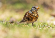 Due emendamenti per sopprimere l’articolo sui valichi montani Due emendamenti per sopprimere l’articolo sui valichi montani - cesena (Turdus pilaris, fieldfare)