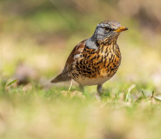 Due emendamenti per sopprimere l’articolo sui valichi montani Due emendamenti per sopprimere l’articolo sui valichi montani - cesena (Turdus pilaris, fieldfare)