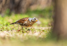 Emendamento sul divieto di caccia in prossimità dei valichi montani Emendamento sul divieto di caccia in prossimità dei valichi montani - Turdus pilaris (cesena)