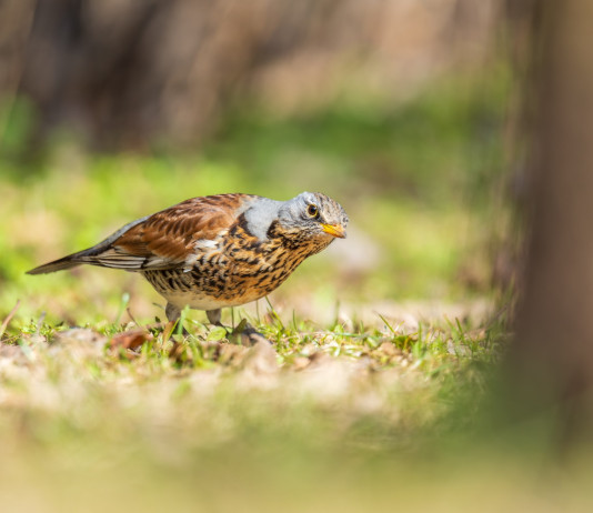 Emendamento sul divieto di caccia in prossimità dei valichi montani Emendamento sul divieto di caccia in prossimità dei valichi montani - Turdus pilaris (cesena)