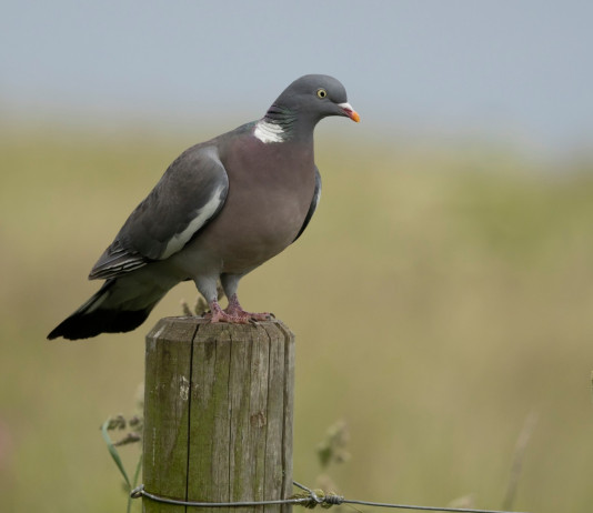 Feligetti a politica e associazioni: coinvolgete i cacciatori nella riforma della legge sulla caccia Feligetti a politica e associazioni: coinvolgete i cacciatori nella riforma della legge sulla caccia - colombaccio
