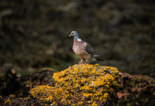 Fidc Emilia-Romagna chiede un mese di stop al piano di controllo del colombaccio Fidc Emilia-Romagna chiede un mese di stop al piano di controllo del colombaccio