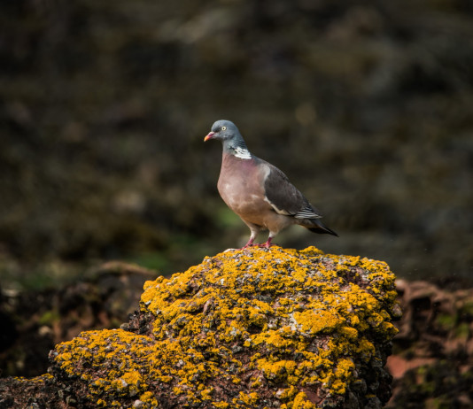 Fidc Emilia-Romagna chiede un mese di stop al piano di controllo del colombaccio Fidc Emilia-Romagna chiede un mese di stop al piano di controllo del colombaccio