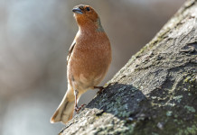 Fidc Lombardia: ok la caccia in deroga a storno e fringuello solo da capanno Fidc Lombardia: ok solo da capanno la caccia in deroga a storno e fringuello
