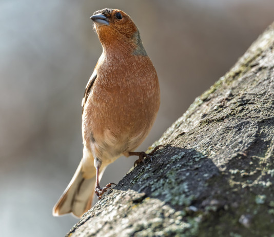 Fidc Lombardia: ok la caccia in deroga a storno e fringuello solo da capanno Fidc Lombardia: ok solo da capanno la caccia in deroga a storno e fringuello