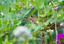 Fissato termine emendamenti al ddl sulla caccia in prossimità dei valichi montani Fissato termine emendamenti al ddl sulla caccia in prossimità dei valichi montani: tordo bottaccio (Turdus philomelos)