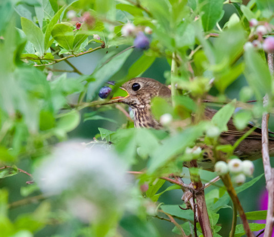 Fissato termine emendamenti al ddl sulla caccia in prossimità dei valichi montani Fissato termine emendamenti al ddl sulla caccia in prossimità dei valichi montani: tordo bottaccio (Turdus philomelos)