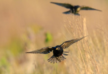 In Liguria ok a caccia in deroga a storno e fringuello In Liguria ok a caccia in deroga a storno e fringuello - due storni in volo