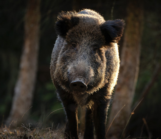 L’Arcicaccia critica sull’impianto della riforma della legge sulla caccia L’Arcicaccia critica sull’impianto della riforma della legge sulla caccia: cinghiale