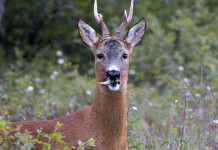 La Toscana adotta il piano faunistico-venatorio regionale La Toscana adotta il piano faunistico-venatorio regionale: capriolo