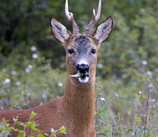 La Toscana adotta il piano faunistico-venatorio regionale La Toscana adotta il piano faunistico-venatorio regionale: capriolo