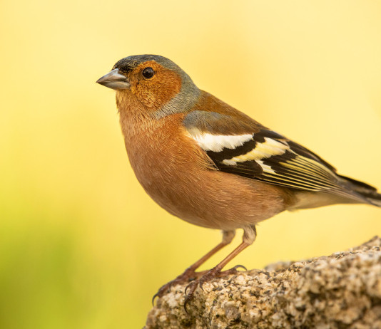 Lombardia autorizza caccia in deroga a storno e fringuello Lombardia autorizza caccia in deroga a storno e fringuello