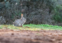 Non impugnato il calendario venatorio della Sicilia Non impugnato il calendario venatorio della Sicilia: coniglio selvatico