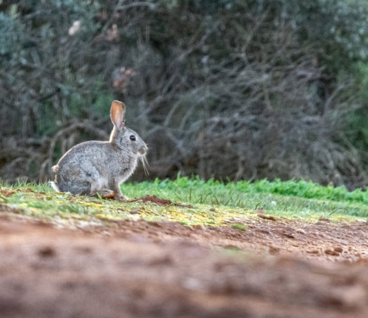 Non impugnato il calendario venatorio della Sicilia Non impugnato il calendario venatorio della Sicilia: coniglio selvatico
