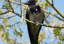 Ok alla preapertura della caccia in Puglia Ok alla preapertura della caccia in Puglia - cornacchia grigia