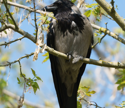 Ok alla preapertura della caccia in Puglia Ok alla preapertura della caccia in Puglia - cornacchia grigia