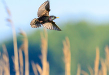 Pubblicata la delibera sulla caccia in deroga a storno e fringuello in Lombardia Pubblicata la delibera sulla caccia in deroga a storno e fringuello in Lombardia: storno in volo