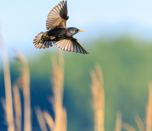 Pubblicata la delibera sulla caccia in deroga a storno e fringuello in Lombardia Pubblicata la delibera sulla caccia in deroga a storno e fringuello in Lombardia: storno in volo