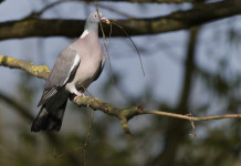 Quali sono le date di apertura e chiusura della caccia al colombaccio nel 2025/2026? Quali sono le date di apertura e chiusura della caccia al colombaccio nel 2025/2026?
