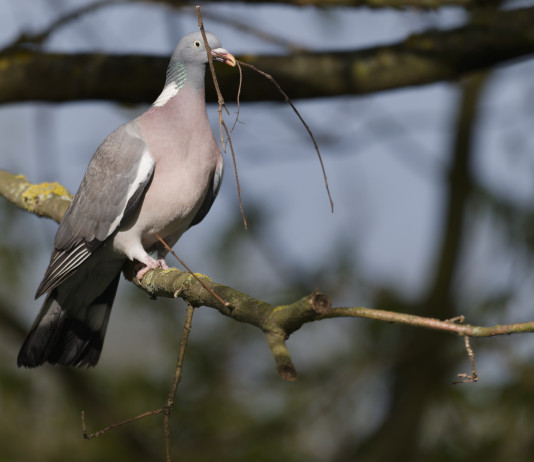 Quali sono le date di apertura e chiusura della caccia al colombaccio nel 2025/2026? Quali sono le date di apertura e chiusura della caccia al colombaccio nel 2025/2026?
