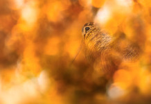 Quali sono le date di apertura e chiusura della caccia alla beccaccia nel 2025/2026? Quali sono le date di apertura e chiusura della caccia alla beccaccia nel 2025/2026?