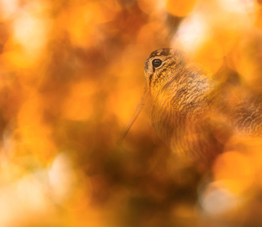 Quali sono le date di apertura e chiusura della caccia alla beccaccia nel 2025/2026? Quali sono le date di apertura e chiusura della caccia alla beccaccia nel 2025/2026?