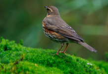 Respinti gli emendamenti per sopprimere l’articolo sui valichi montani Respinti gli emendamenti per sopprimere l’articolo sui valichi montani: tordo sassello (redwing)