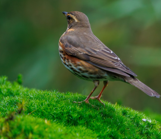 Respinti gli emendamenti per sopprimere l’articolo sui valichi montani Respinti gli emendamenti per sopprimere l’articolo sui valichi montani: tordo sassello (redwing)