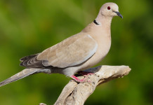 Sparvoli (Libera Caccia) chiede anticipo dell’apertura della caccia in deroga Sparvoli (Libera Caccia) chiede anticipo dell’apertura della caccia in deroga: tortora dal collare