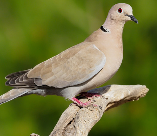 Sparvoli (Libera Caccia) chiede anticipo dell’apertura della caccia in deroga Sparvoli (Libera Caccia) chiede anticipo dell’apertura della caccia in deroga: tortora dal collare