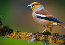 Sulla caccia in deroga la Lombardia fa ricorso contro l’Ispra Sulla caccia in deroga la Lombardia fa ricorso contro l’Ispra: frosone