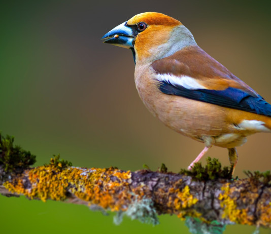 Sulla caccia in deroga la Lombardia fa ricorso contro l’Ispra Sulla caccia in deroga la Lombardia fa ricorso contro l’Ispra: frosone