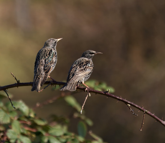 Toscana autorizza la preapertura a tre specie cacciabili in deroga Toscana autorizza la preapertura a tre specie cacciabili in deroga: due storni