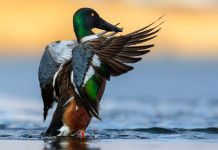 Definito il calendario venatorio del Molise Approvato il calendario venatorio del Molise - mestolone (Spatula clypeata))