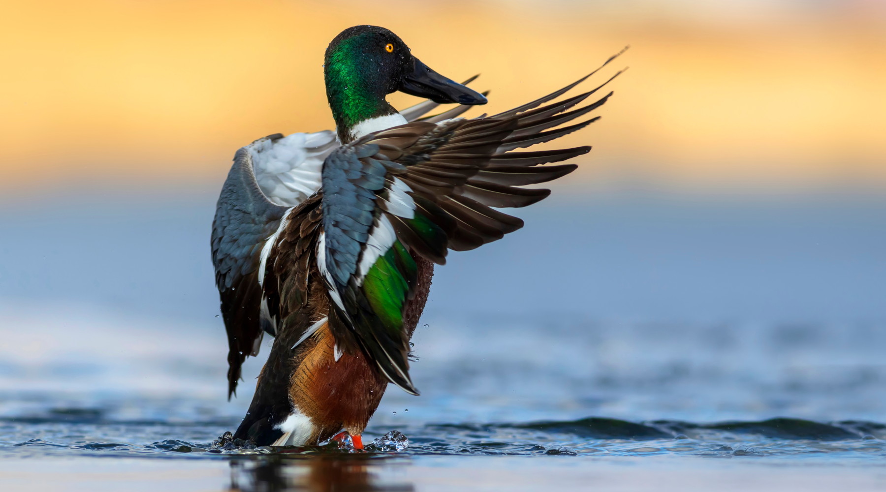 Approvato il calendario venatorio del Molise Approvato il calendario venatorio del Molise - mestolone (Spatula clypeata))