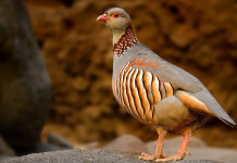 Approvato il calendario venatorio della Sardegna Approvato il calendario venatorio della Sardegna: pernice sarda