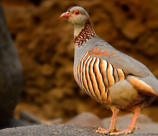 Approvato il calendario venatorio della Sardegna Approvato il calendario venatorio della Sardegna: pernice sarda