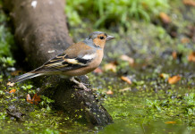 Cabina di regia Toscana chiede caccia in deroga al fringuello Cabina di regia Toscana chiede caccia in deroga al fringuello