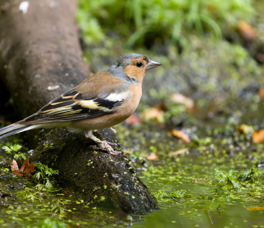 Cabina di regia Toscana chiede caccia in deroga al fringuello Cabina di regia Toscana chiede caccia in deroga al fringuello