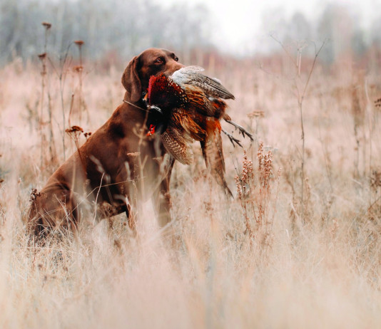 Caccia Magazine settembre 2025 in edicola e online Caccia Magazine settembre 2025 in edicola e online - pointer con fagiano