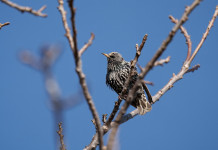 Campania autorizza la caccia in deroga allo storno Campania autorizza la caccia in deroga allo storno