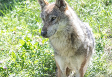 Disposto prelievo di due lupi in Alto Adige Disposto prelievo di due lupi in Alto Adige