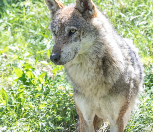 Disposto prelievo di due lupi in Alto Adige Disposto prelievo di due lupi in Alto Adige