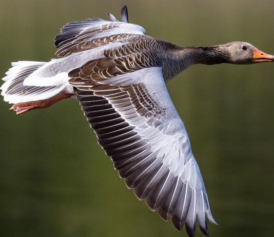Emendamento del centrodestra per aumentare le specie cacciabili Emendamento del centrodestra per aumentare le specie cacciabili - oca selvatica in volo